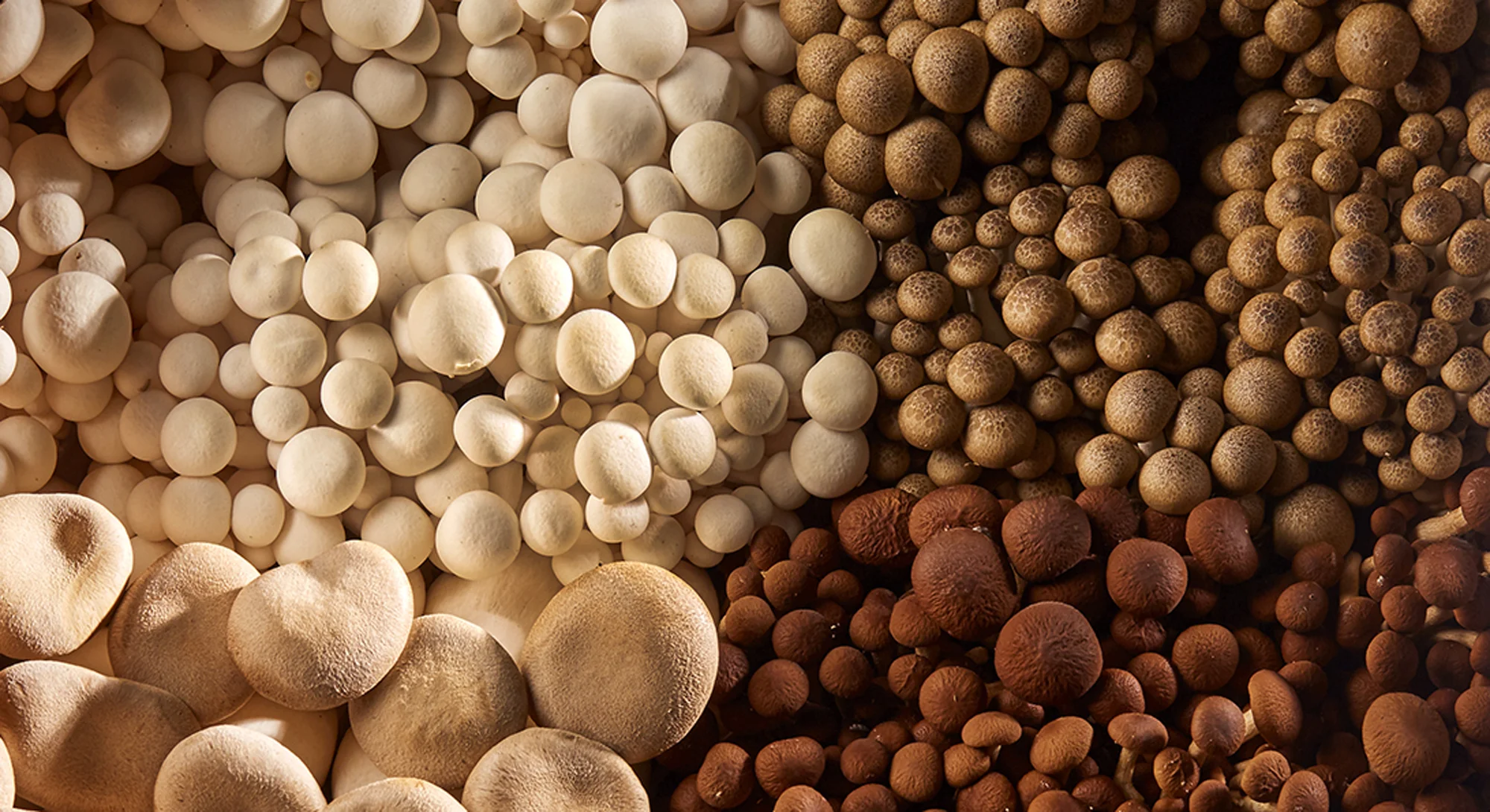 mushroom-varieties.jpg