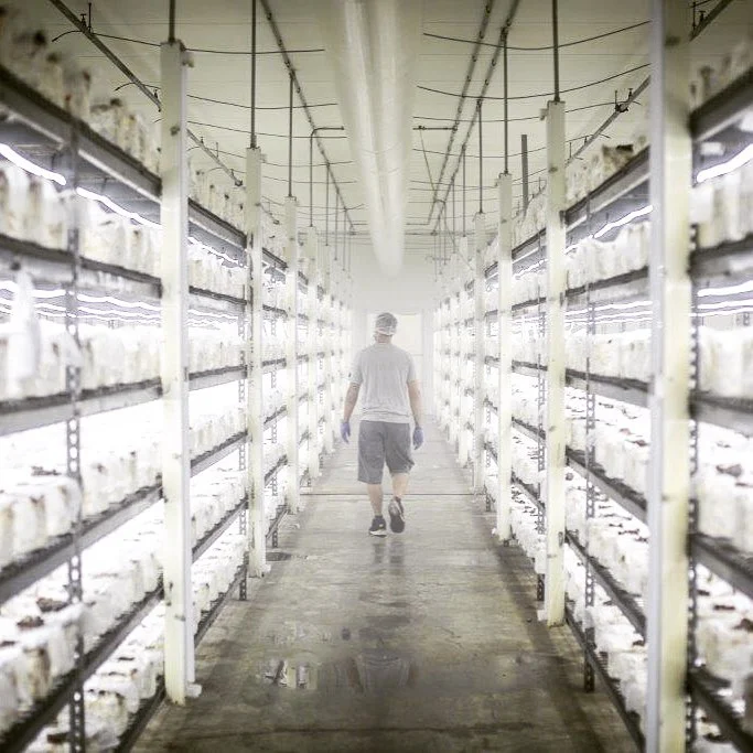 An In-Depth Look at Gourmet Mushroom, Inc.’s Michigan Location