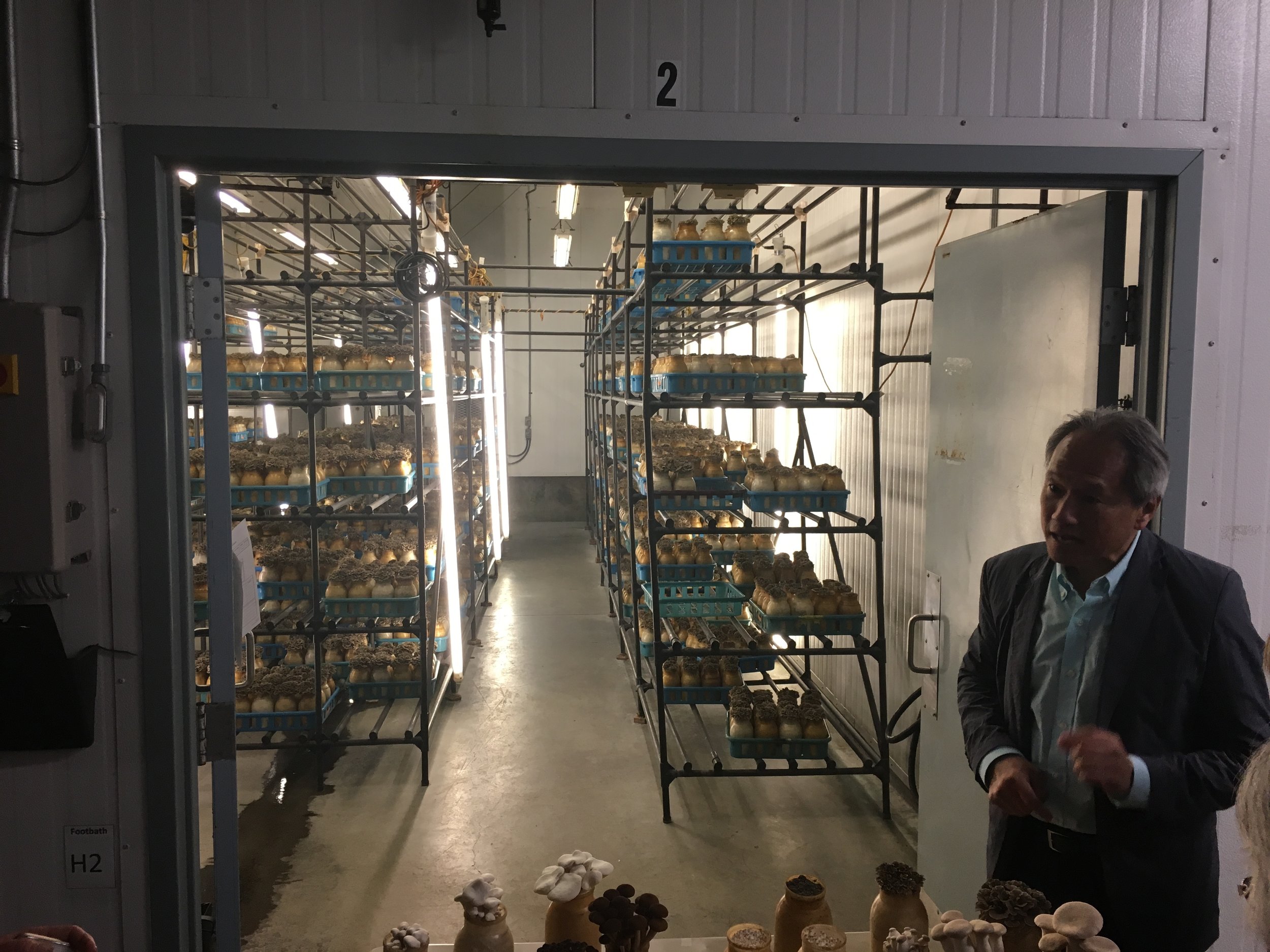  A peep into a maitake harvesting room 