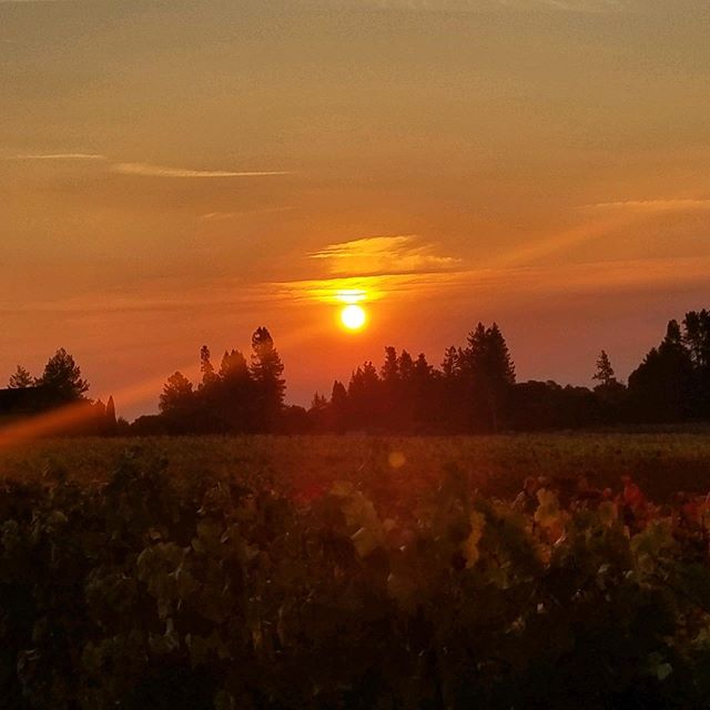 A fiery sunrise yesterday at the farm. Now that Sebastopol's mandatory evacuation is lifted, we have mushrooms on their way to help feed first responders and those who are still waiting to get back home, or who have lost their homes. 📸: @mycojustin 