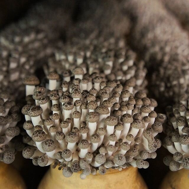 Brown clamshell babies going up on a Tuesday 🍄🙏 #mushrooms #organicfood #mycopiamushrooms #mycopia #beechmushrooms #clamshellmushrooms #brownclamshell #shimeji #farmlife #urbanag #verticalfarming #mycology #fungusamongus 📸: @marielwools