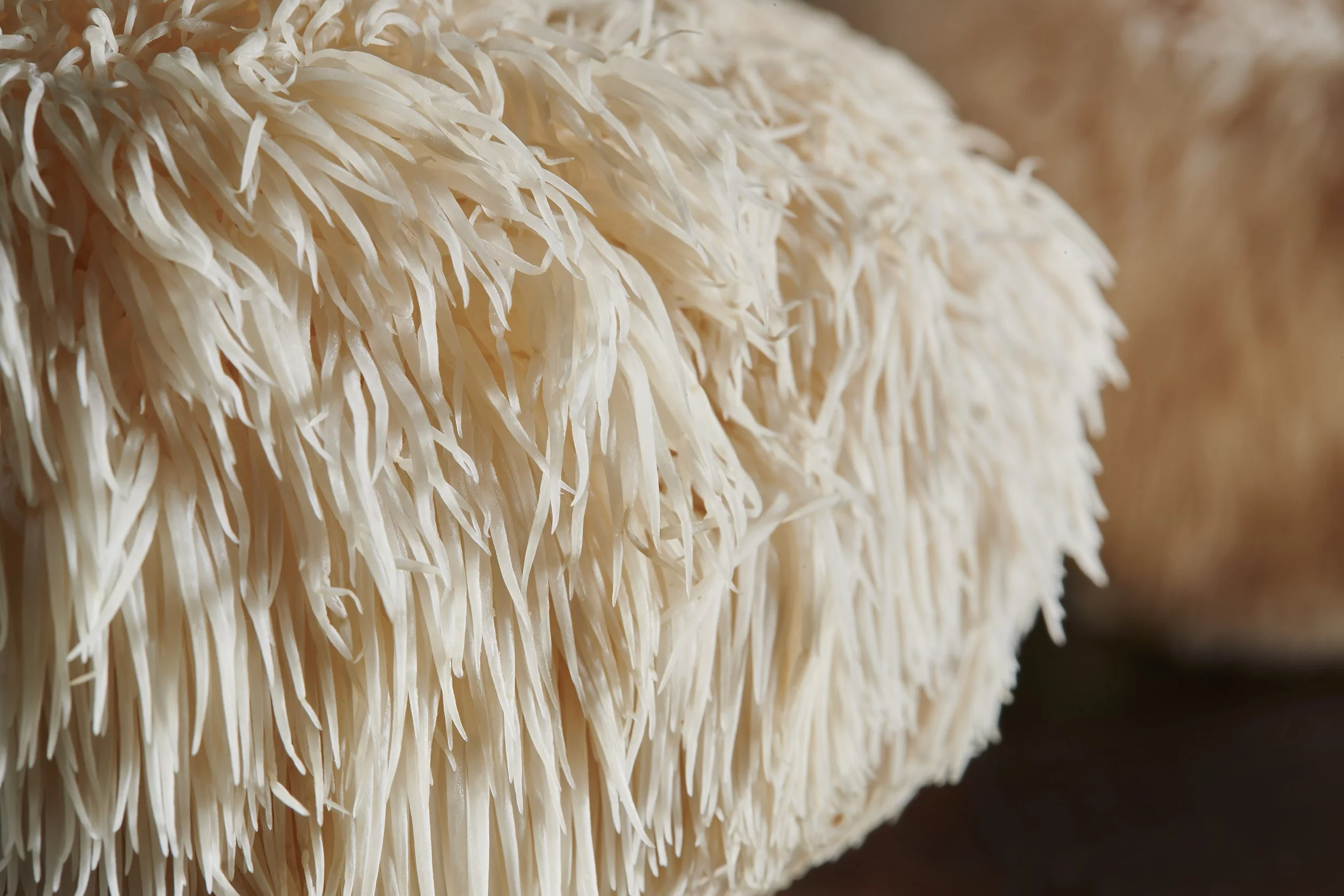 Lion Mane text2.jpg