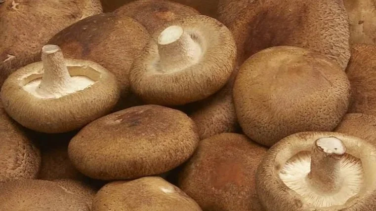 Shiitake case large #1.jpg