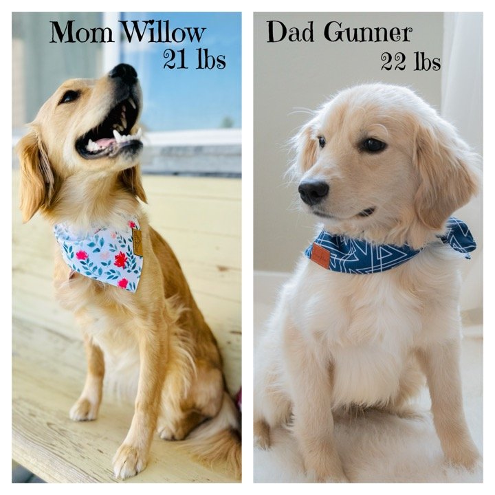 Taylormade Mini Golden low shedding Parent dogs