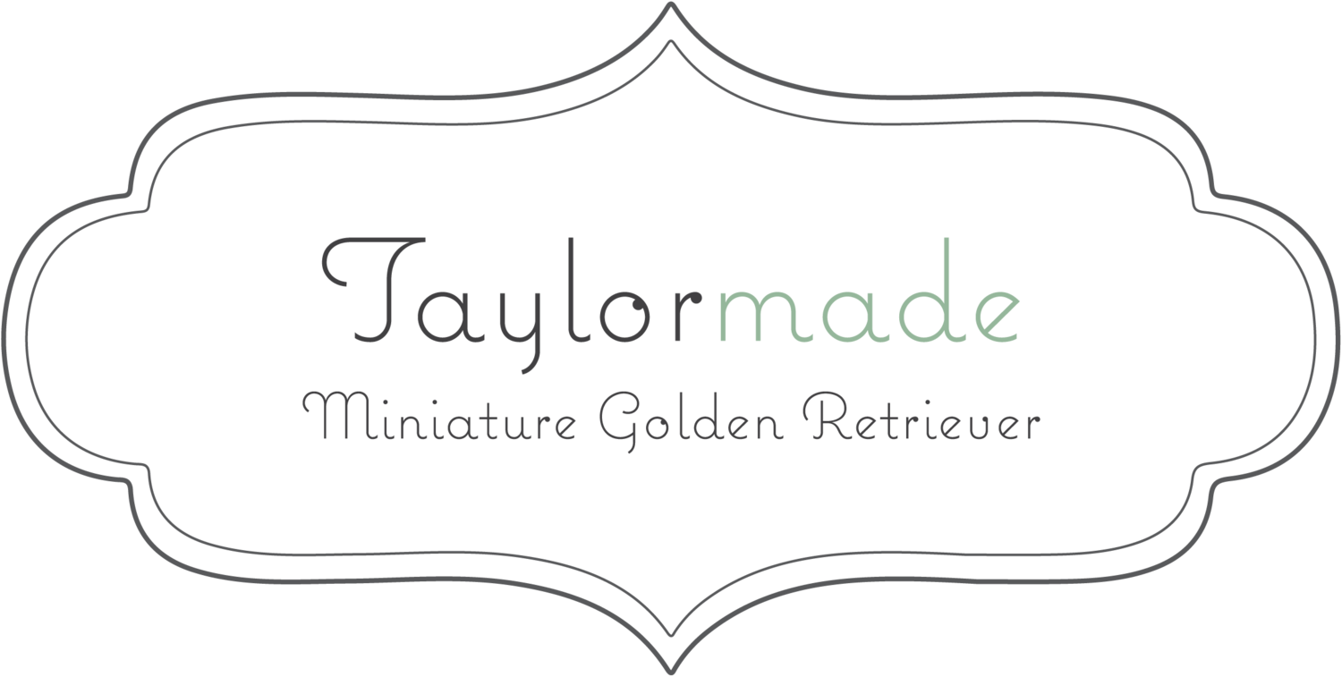 Taylormade Miniature Golden Retriever