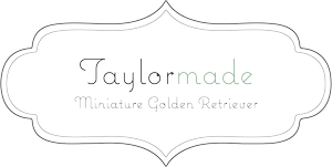 Taylormade Miniature Golden Retriever