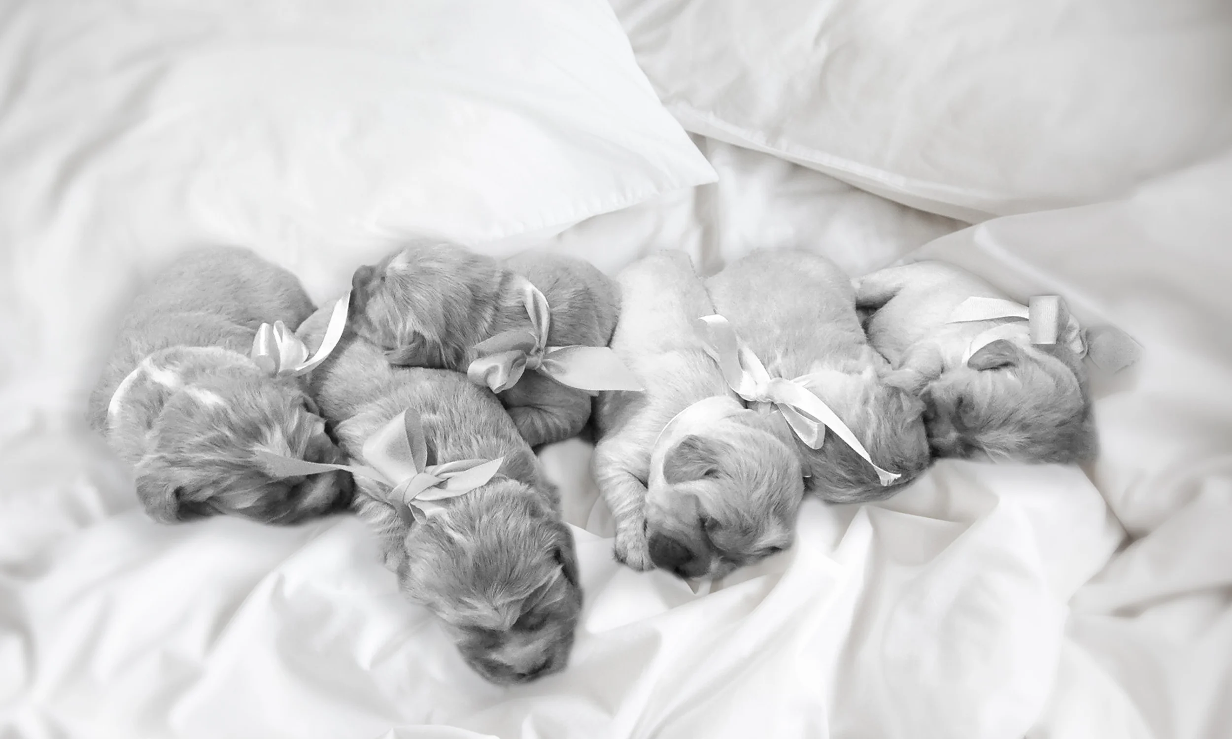 white-sheets-with-puppies.jpg