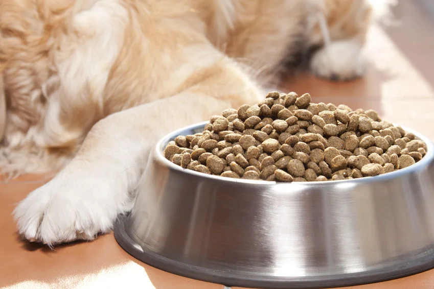 dog food.jpeg
