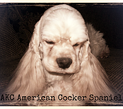 82019b_59350b49d085446ba69981ca4e302f12.png