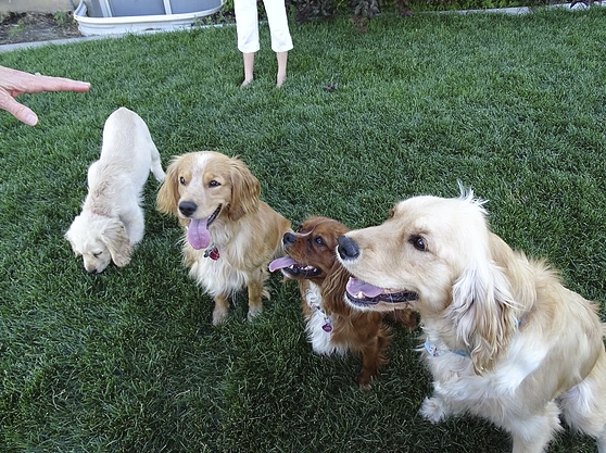 Star, Sullivan, Reggie, and Piper