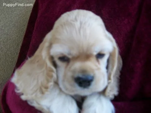 Gianni as a puppy