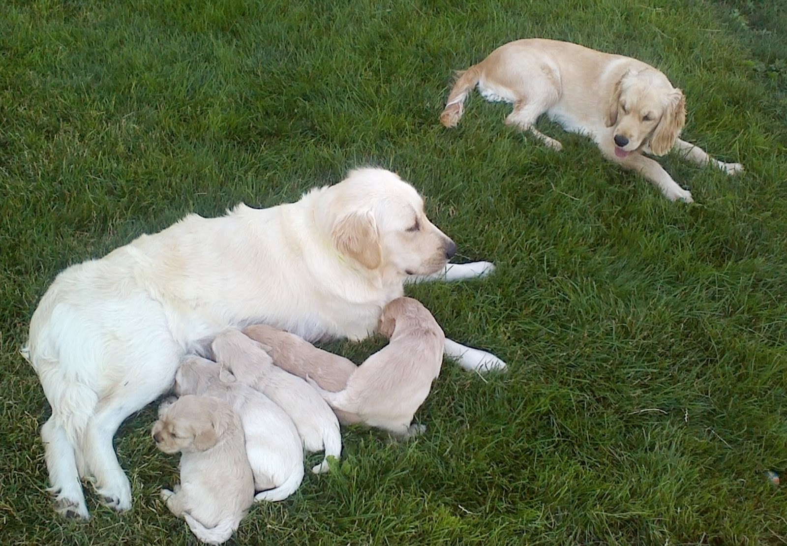 Piper and her new little siblings + Mommy Pinkerton