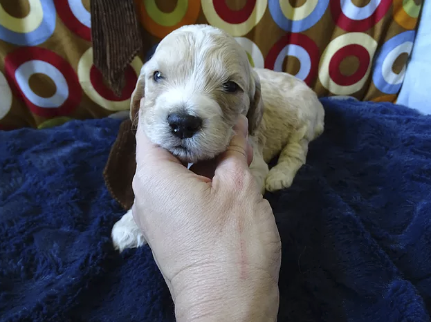 Benny