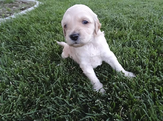 Smalls