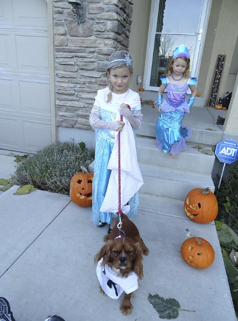 Here is our Cavalier, Reggie the Karate Kid, with Elsa!