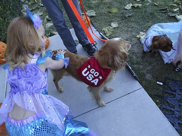 Our Miniature Golden Retriever, Sullivan the Olympic Athlete, with his Nerd and Mermaid