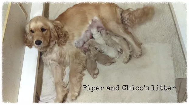 1_Piper and Chico Litter.png