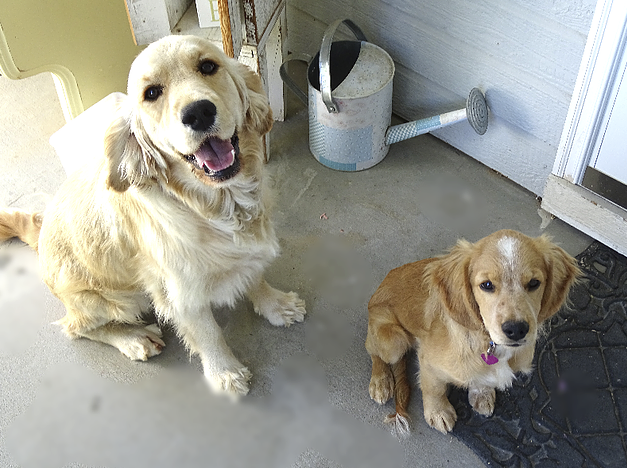 can golden retrievers stay small?