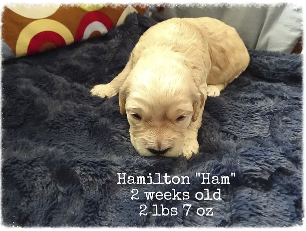 2_Hamilton 2 weeks old.png