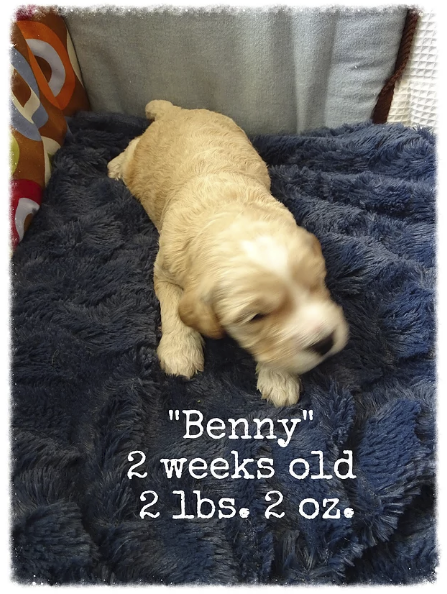 4_Benny 2 weeks old.png