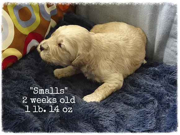 Smalls is a little guy, he is buff colored with a straight coat.