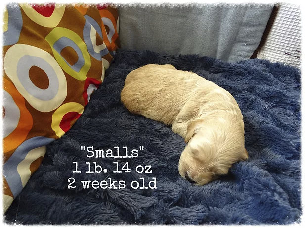 8_smalls 2 weeks old.png