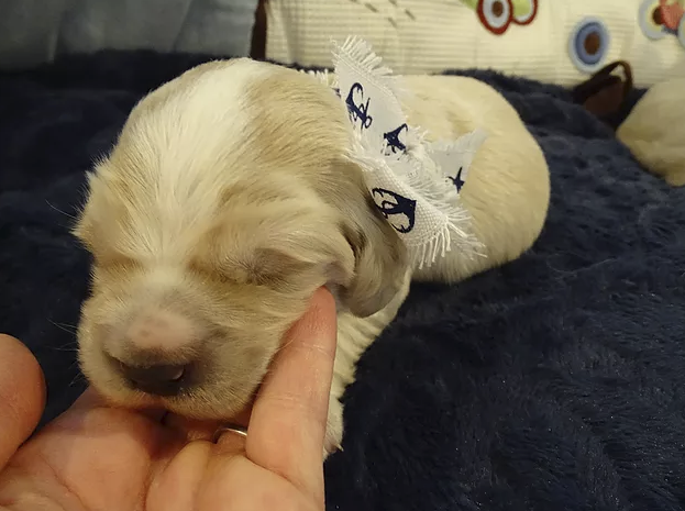 Here is "Ned Nederlander" his eyes are not quite open yet.