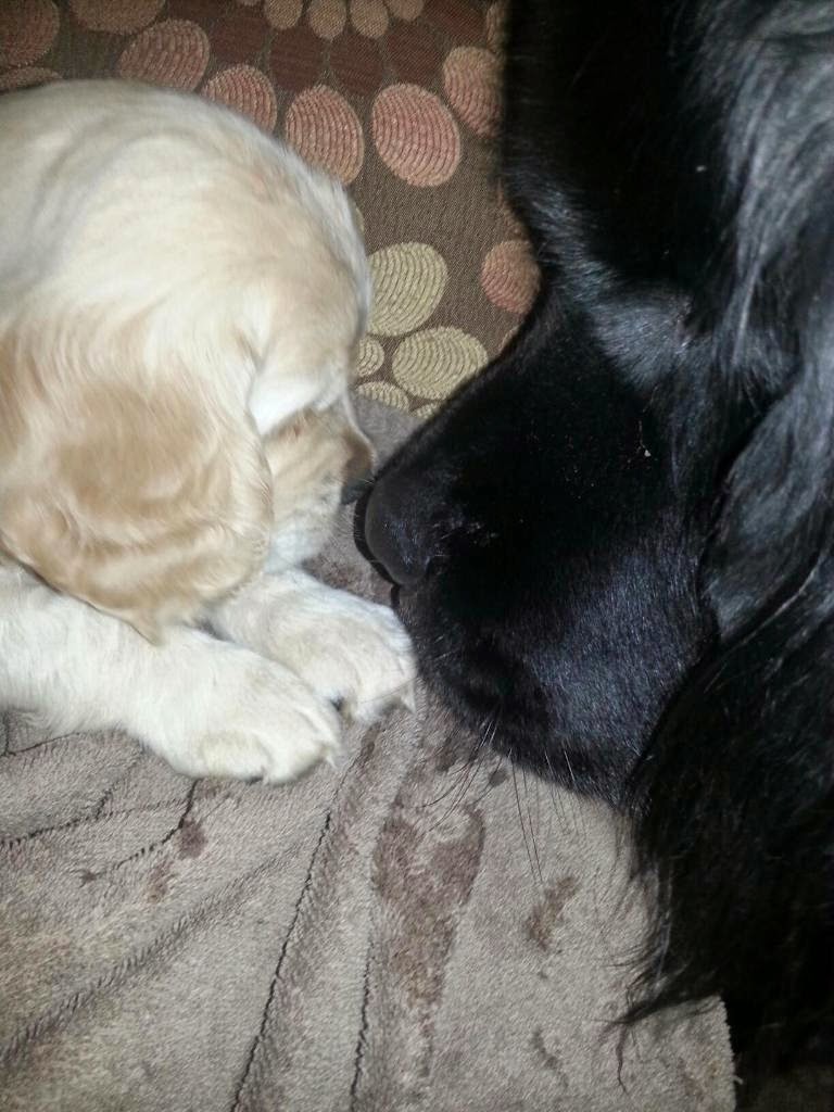 Ozzy (was Ace) meeting his Newfoundland, Bear