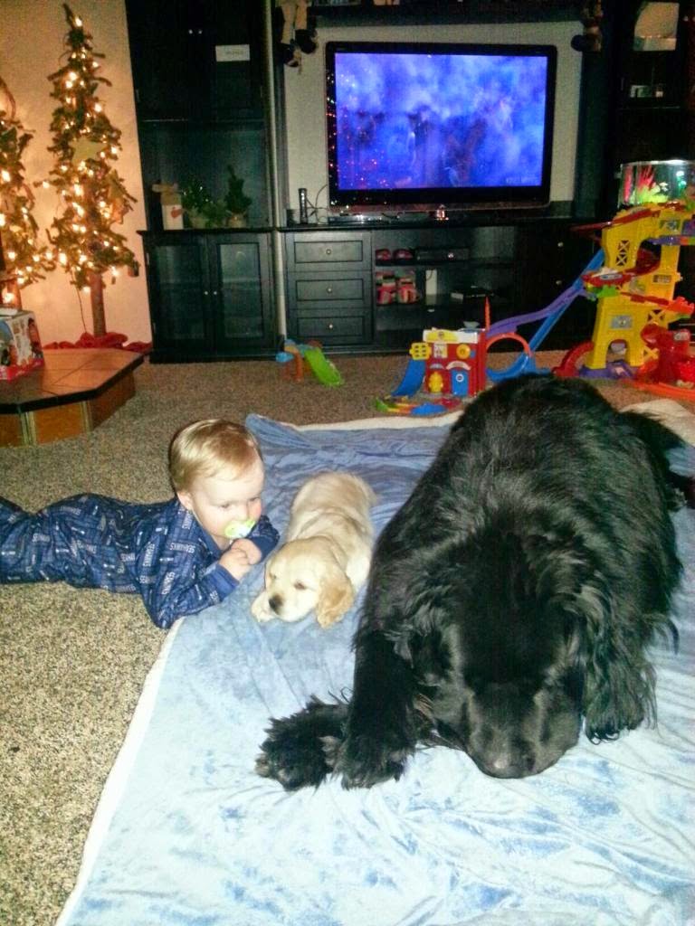 The Day after Christmas 2014- Shannah's darling baby with Ozzy and Bear