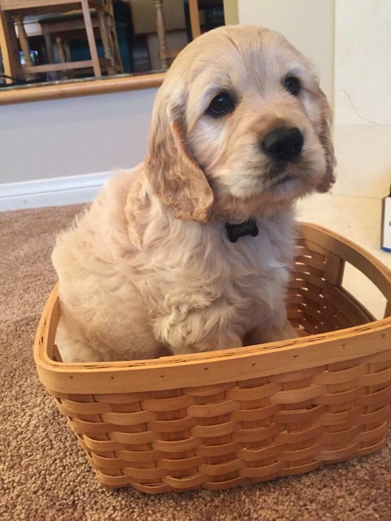 Cooper in a basket, darling