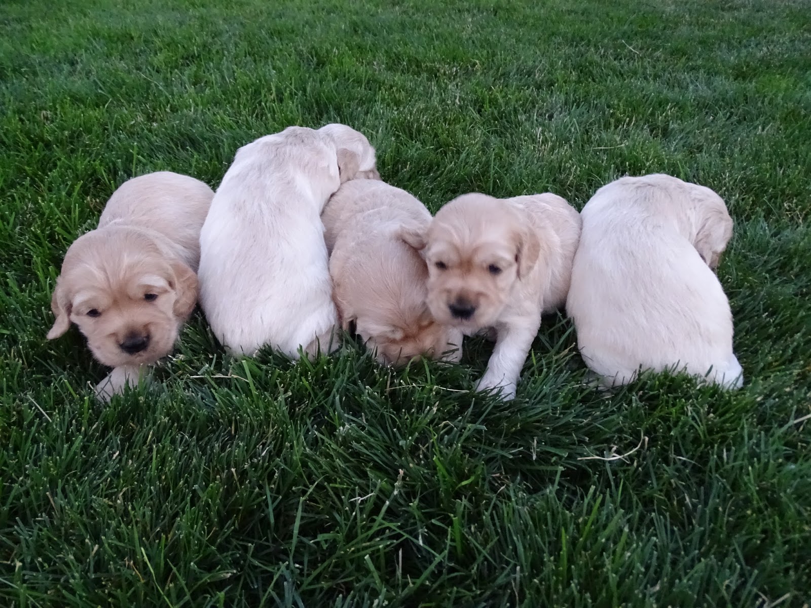 The litter lined up left to right; Scootaloo, Rarity, Spike, Sweetie Bell, and Lucky