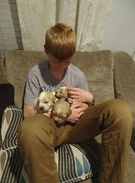 3_Pipers Puppies.png