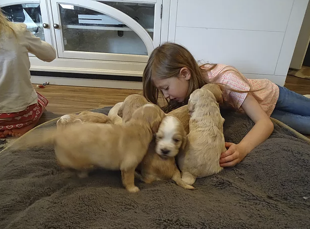 5_Pipers Puppies.png