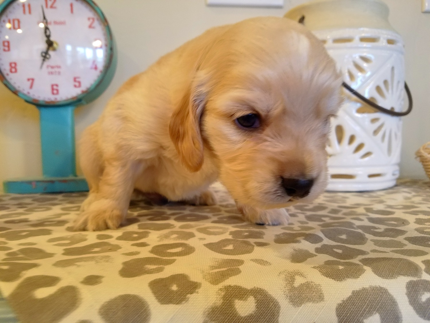 3 weeks old