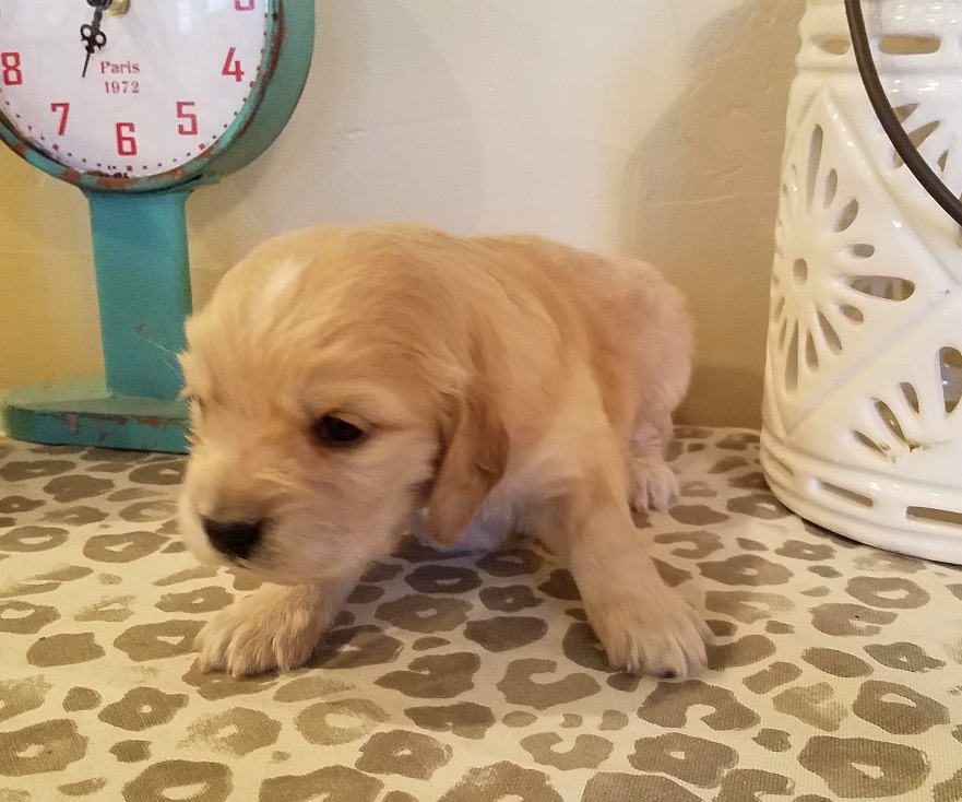 3 weeks old