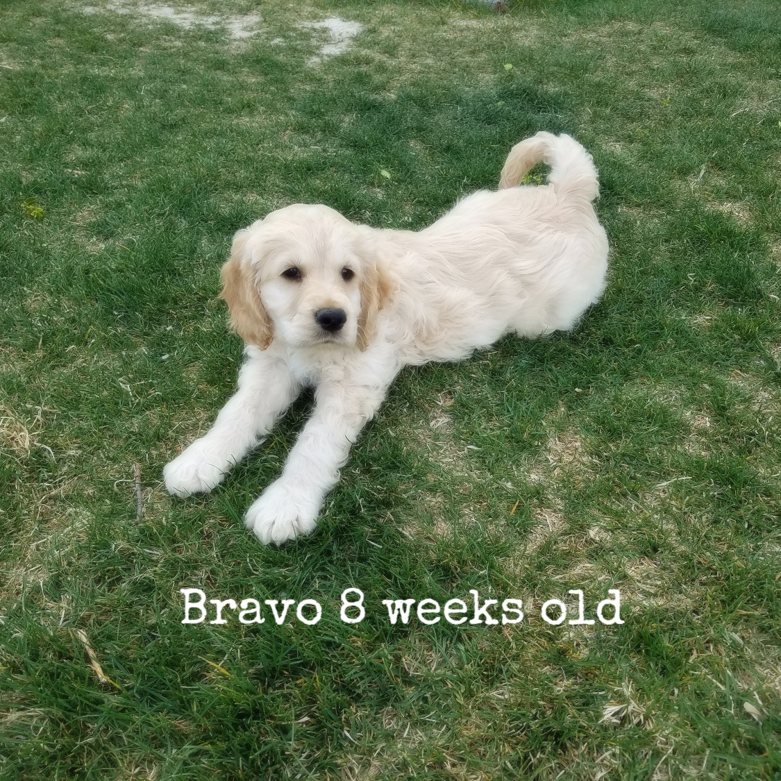 Bravo 8 weeks old.jpg