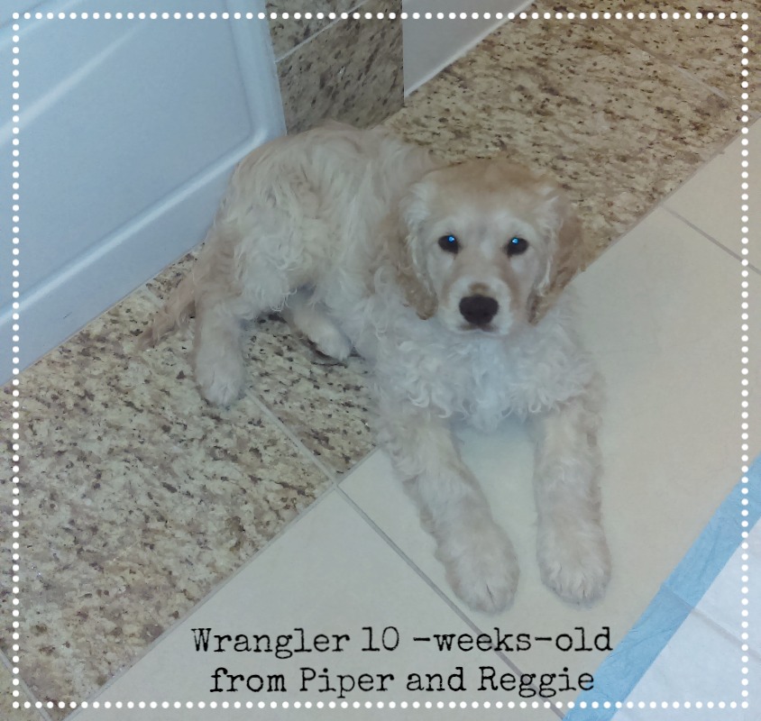 Wrangler 10 weeks old.jpg