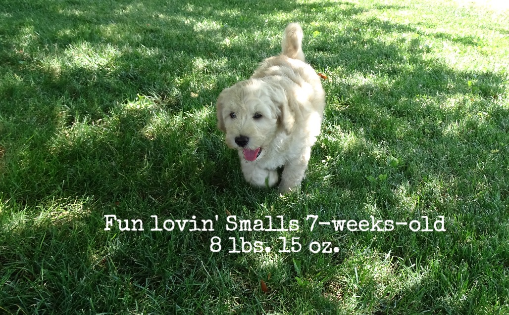 7-weeks-old! 8 lbs 15 oz