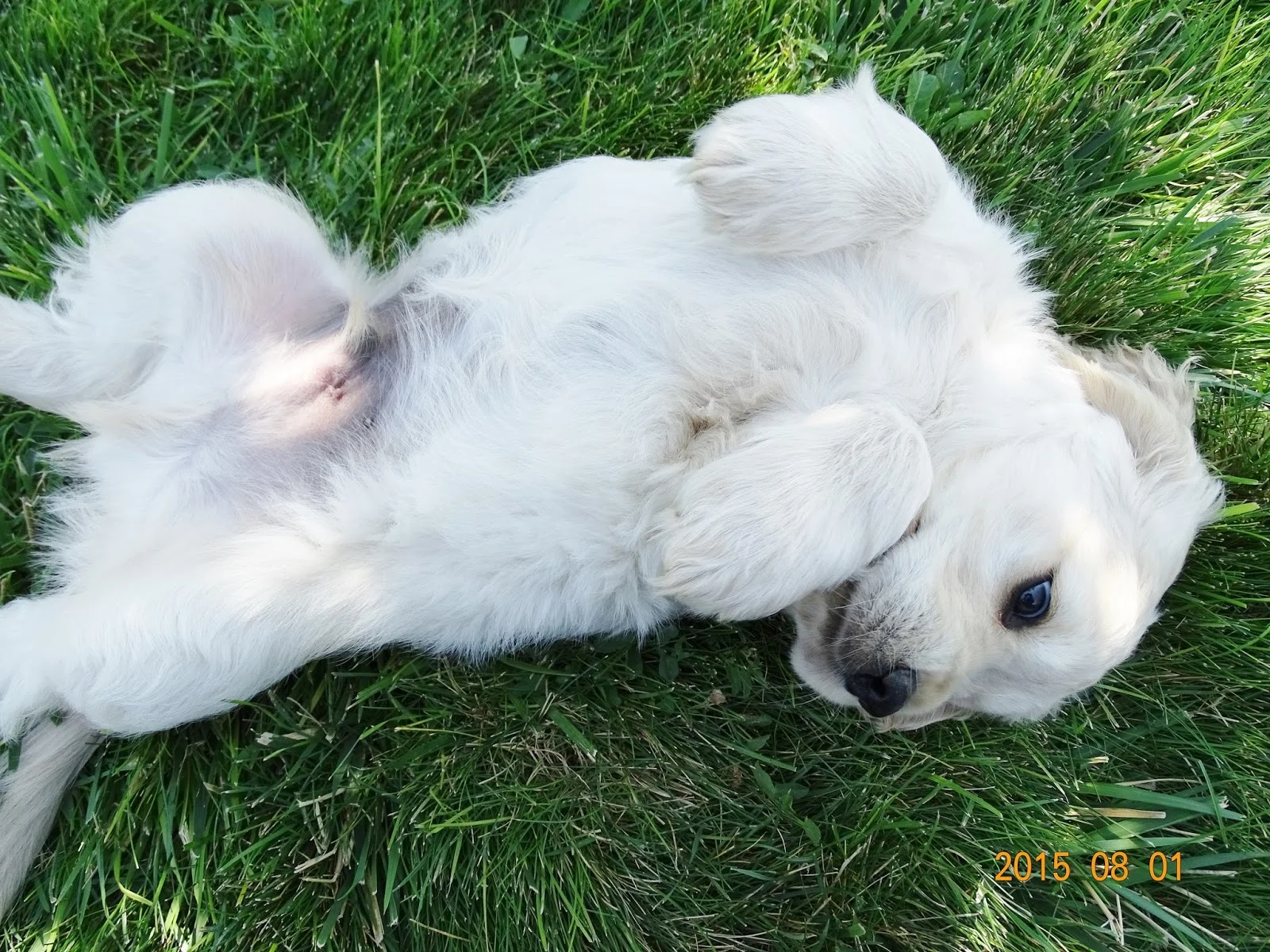 7-weeks-old