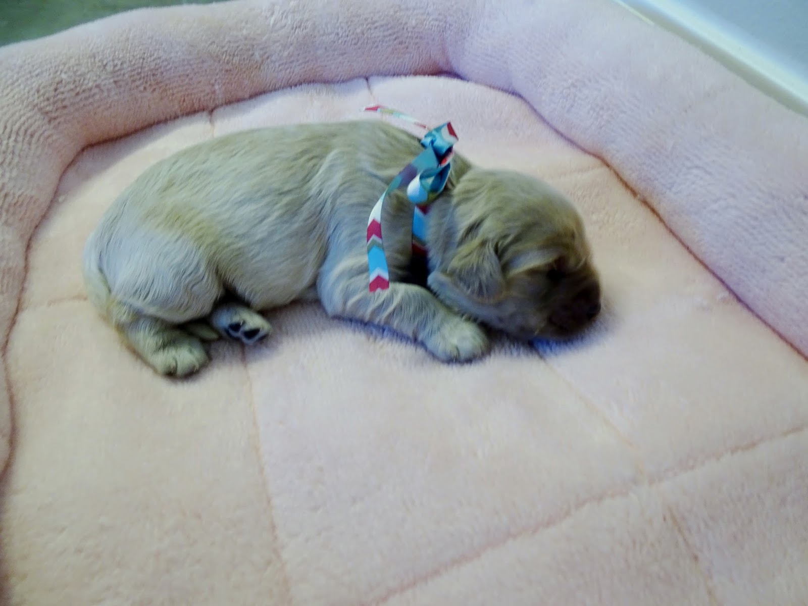 Sweetie Bell was the smallest born weighing in at 15 oz!