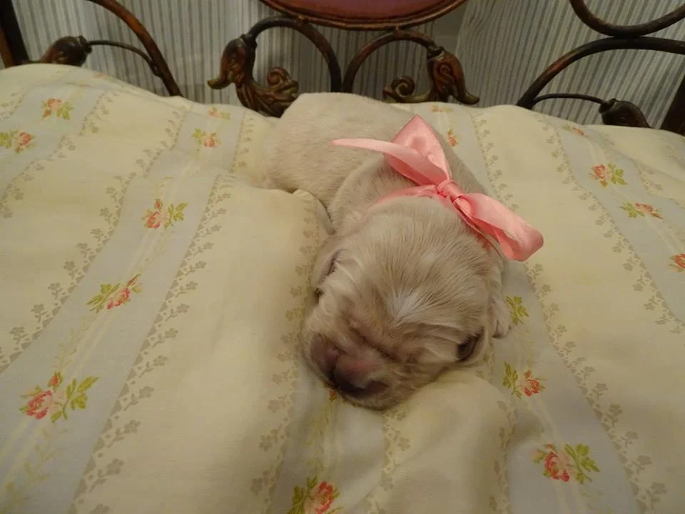 Twinkle Little Star 1-week-old!