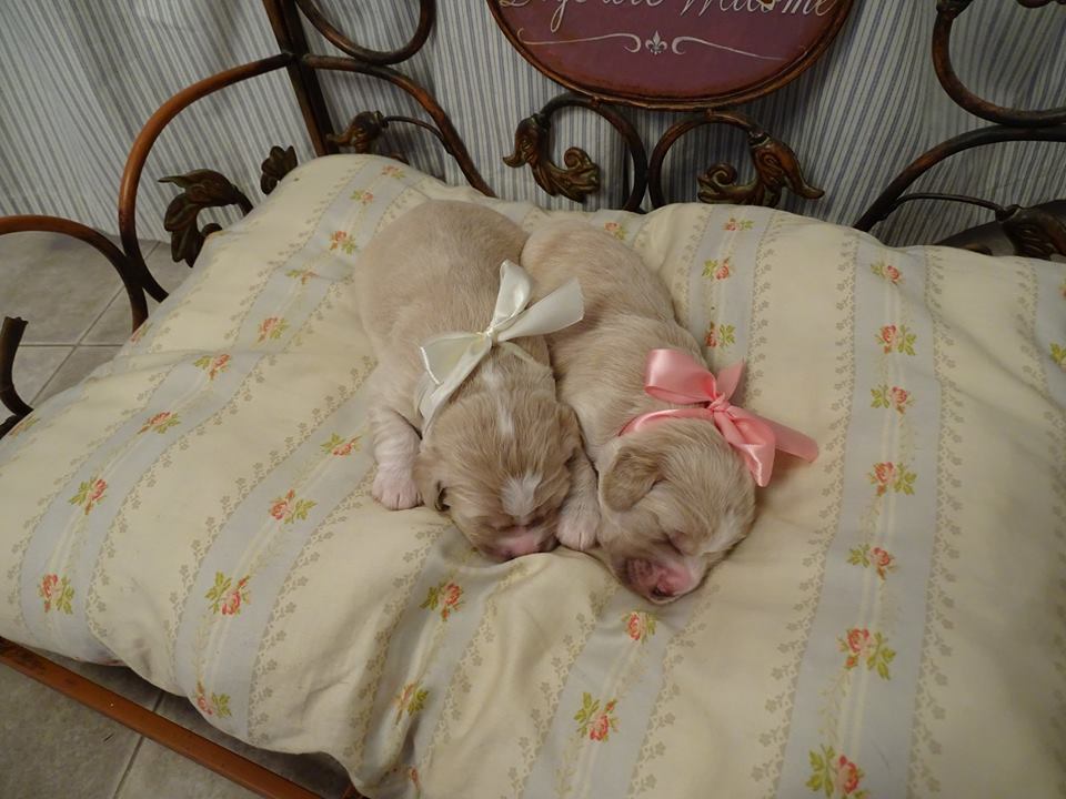 Jack and jill_1 week old.jpg