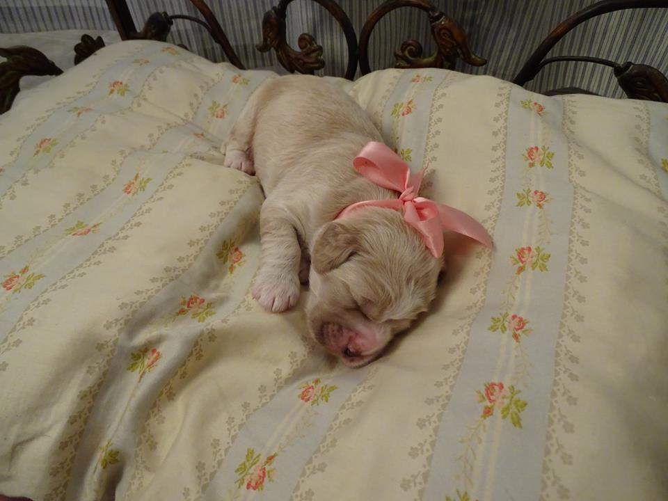 Jill_1 week old.jpg