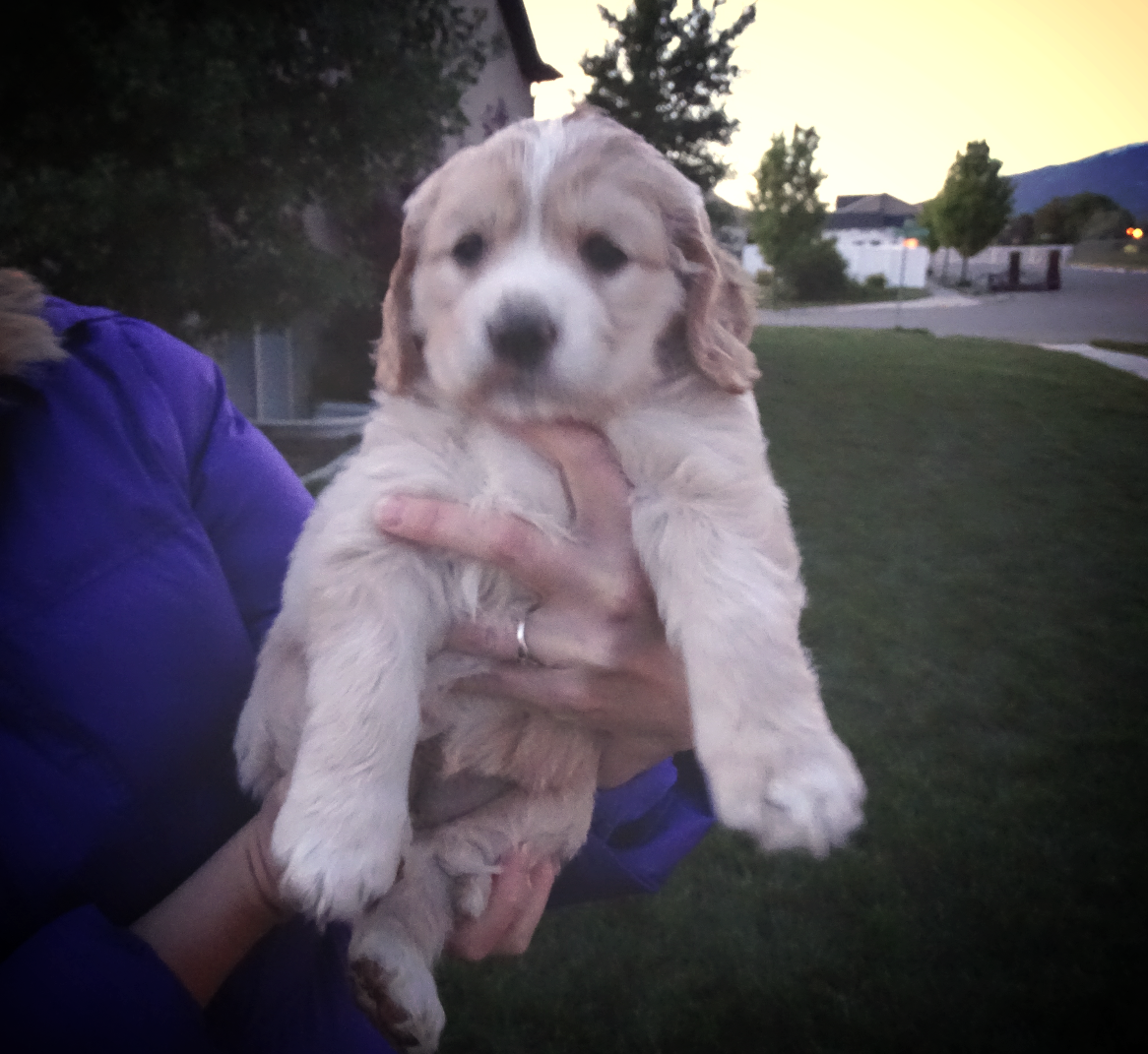 5-week-old Kinsley before she left Taylormade Kennel, photo by Michele