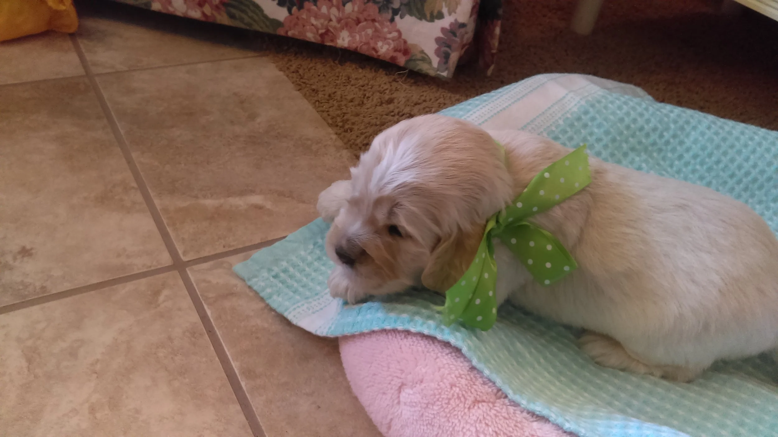2-weeks-old!