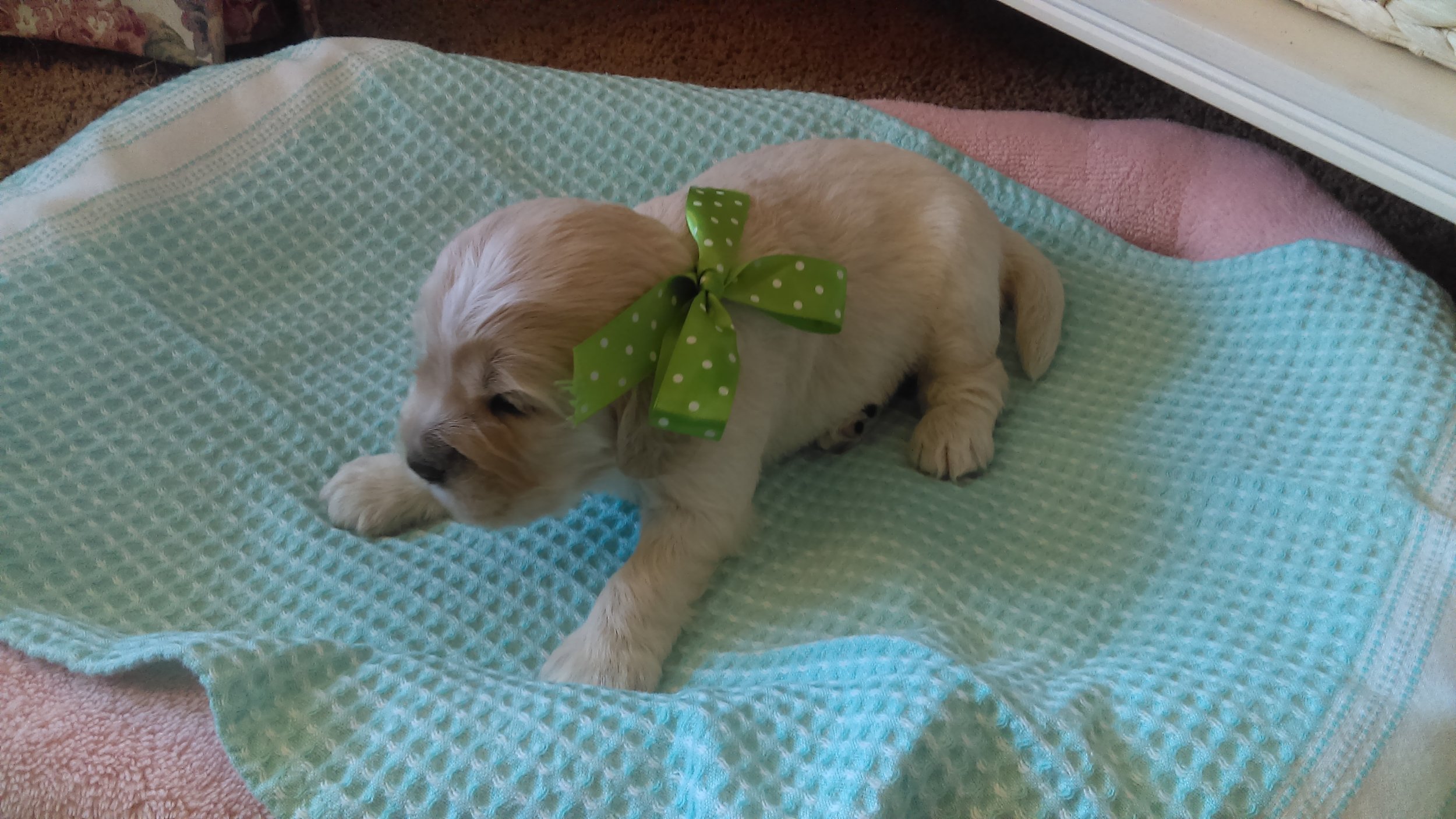 2-weeks-old!