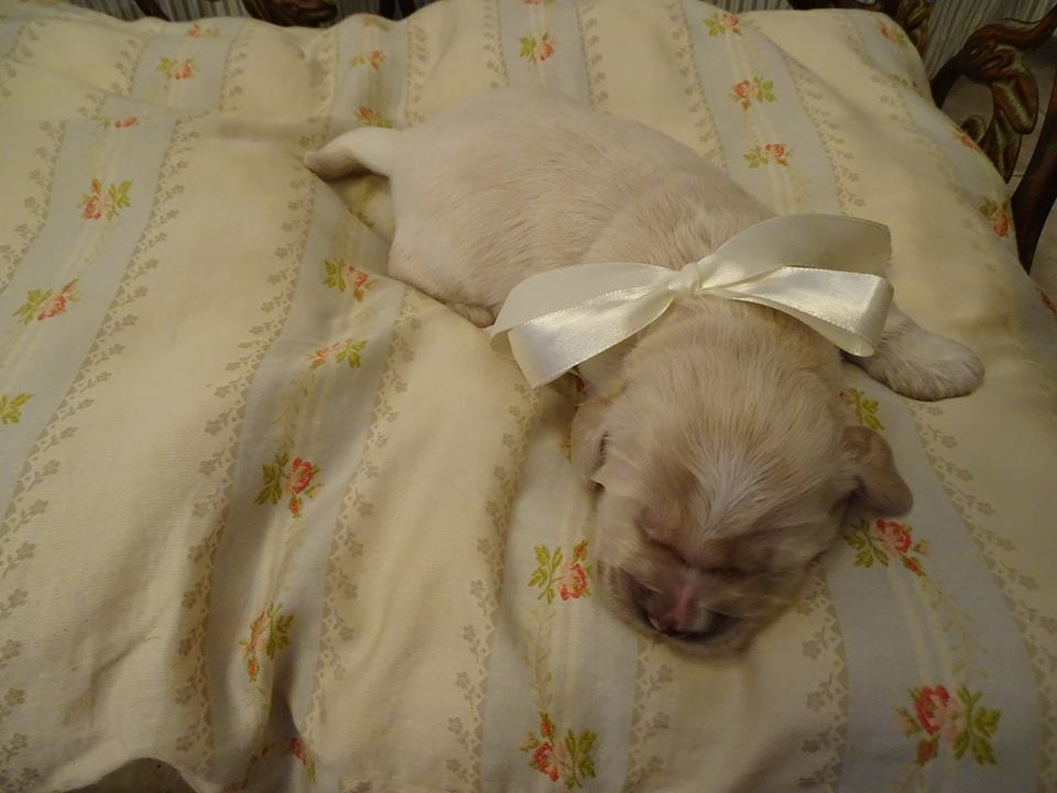 Simply Simon 1-week-old!