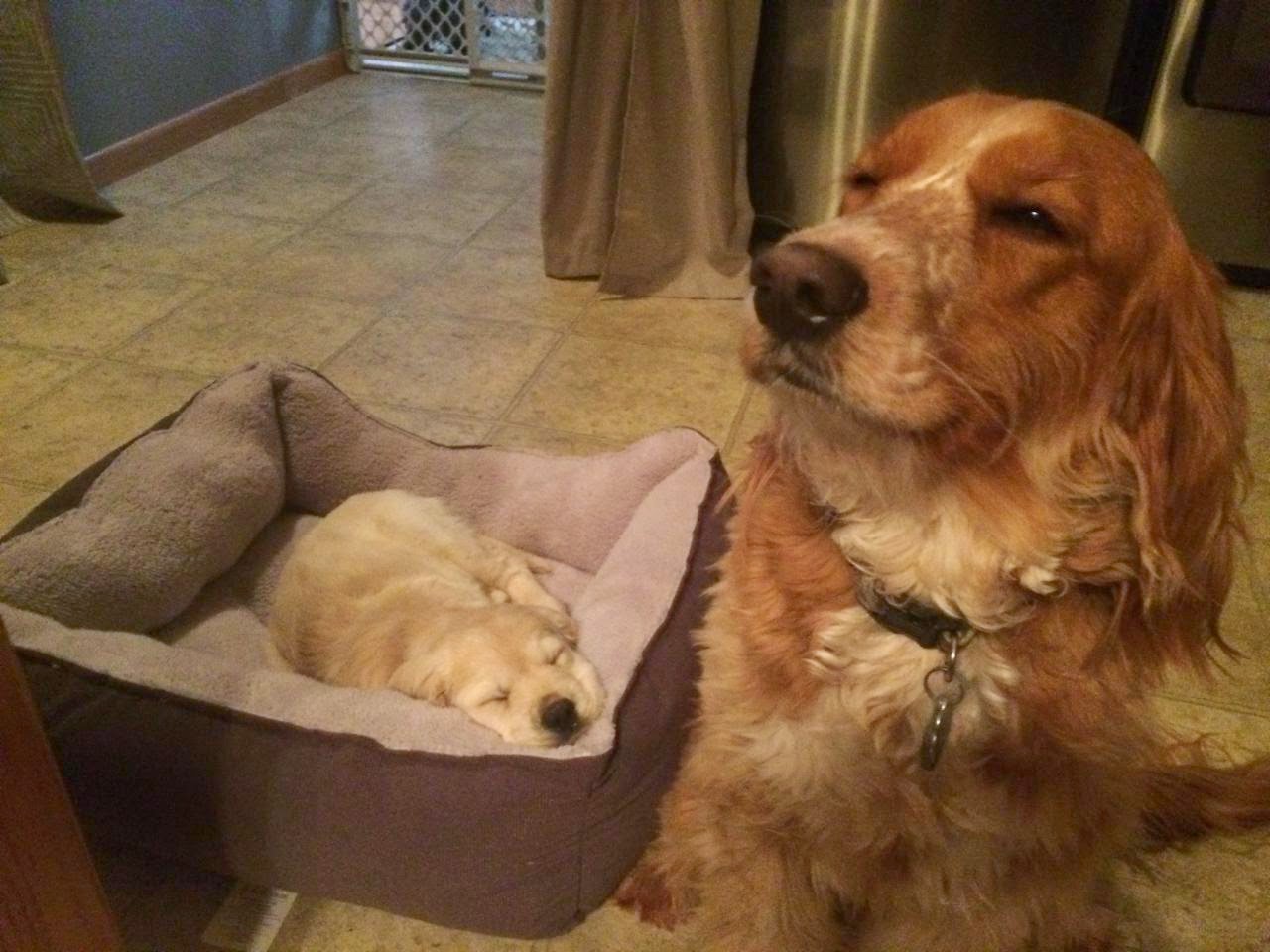 Finn (left) tired after his flight to his new home in Wisconsin with his new friend.