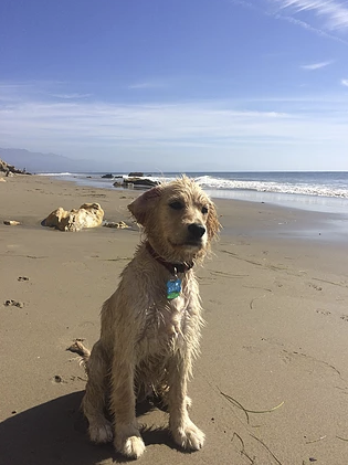 Summer at the California Beach, lucky Gal! Photo Courtesy of Lauren, thanks so much!