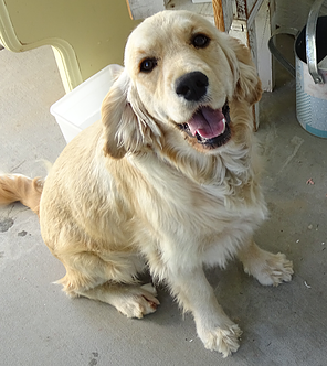 Piper